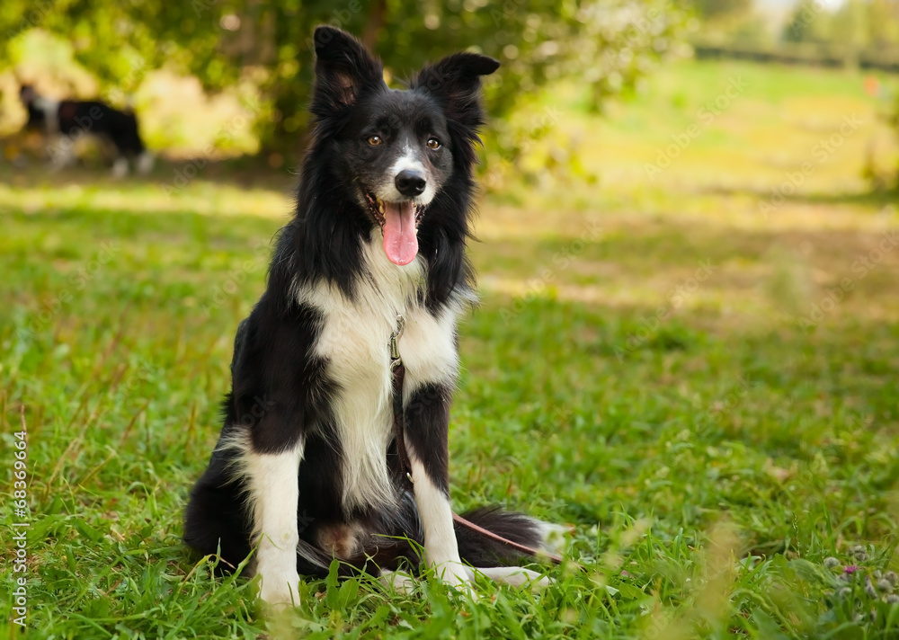 portrait of a funny  Border Collie dog in the park