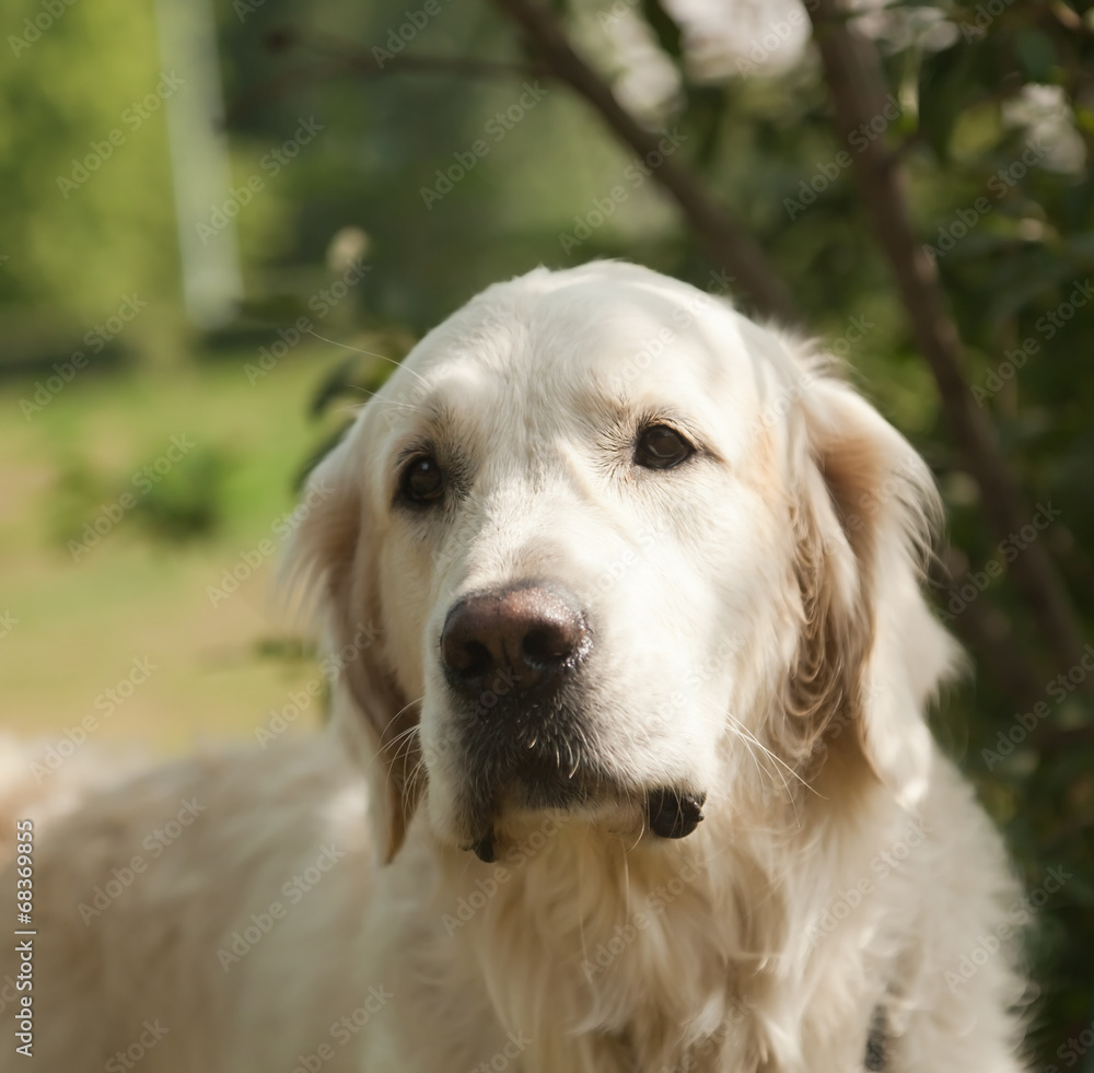 cute labrador retriever, close-up. In the soft focus.