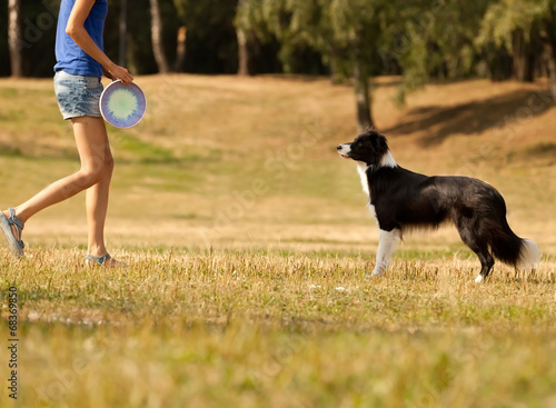 black and white Border Collie Frisbee. Canine sports.