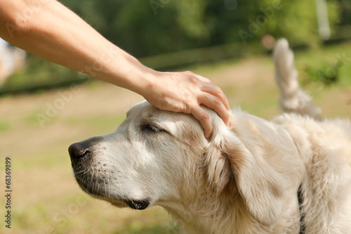 Fotografie Cute golden retriever and the hand of the host