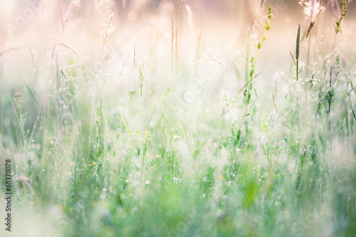 Fototapeta Naklejka Na Ścianę i Meble -  Summer meadow background
