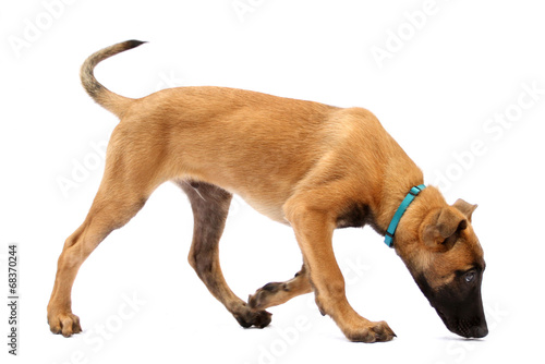 Tier Hund Welpe Malinois sucht Belgischer Schäferhund