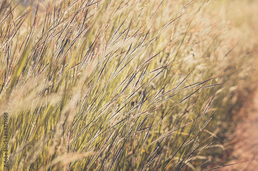 Obraz premium Little flower vintage