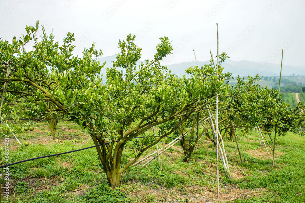 Fototapeta premium orange tree