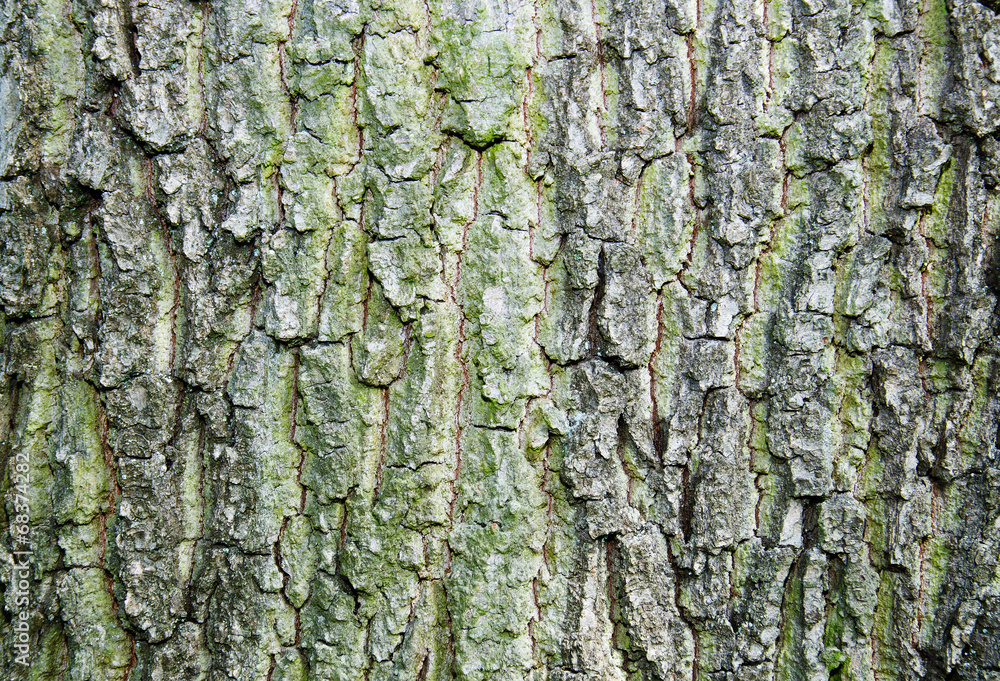 Bark texture Bark texture