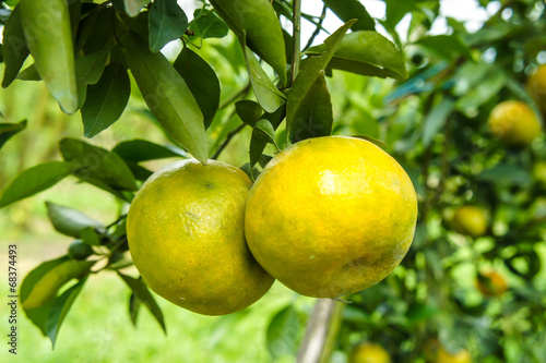 orange fruit