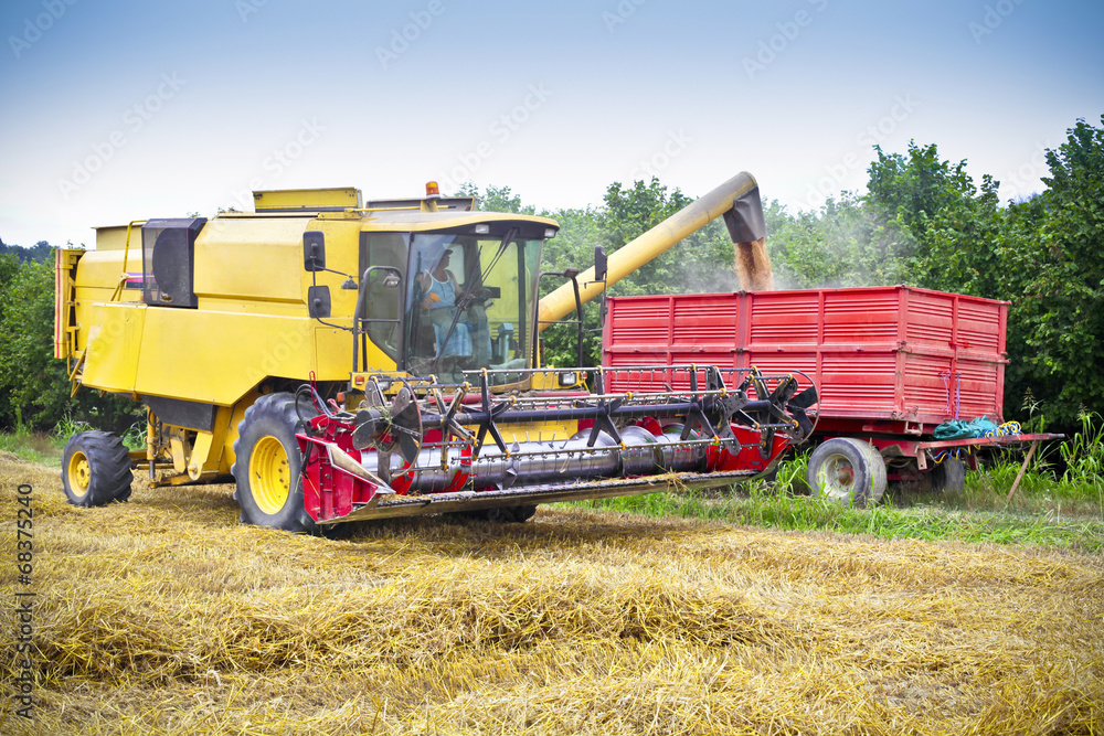 Combine harvests wheat on a field Combine harvests wheat on a field