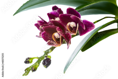 Fototapeta Naklejka Na Ścianę i Meble -  Blooming branch deep purple with drops orchid, phalaenopsis is i