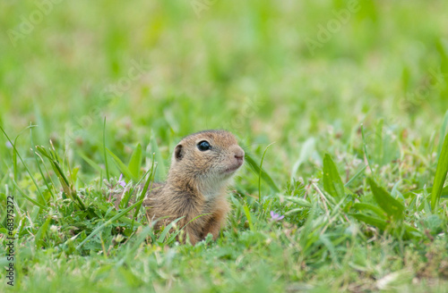 curious european ground squirrel looking out of the grass