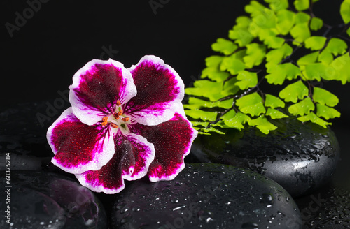Spa concept with beautiful deep purple flower of geranium, green