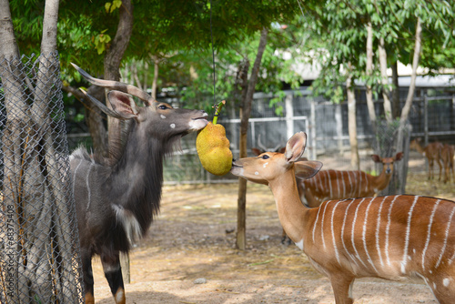 animal enrichment in zoo