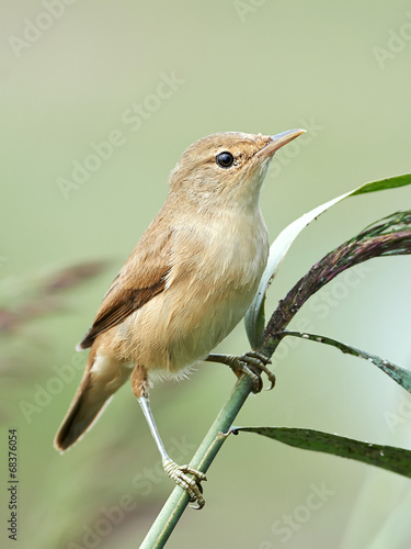 Eurasian reed warbler (Acrocephalus scirpaceus) photo