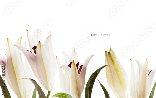 Fototapeta Naklejka Na Ścianę i Meble -  White flowers