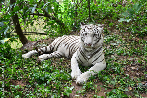 female white bengal tiger