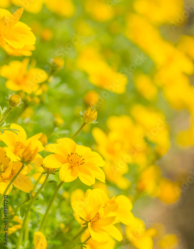 yellow spring flowers in garden