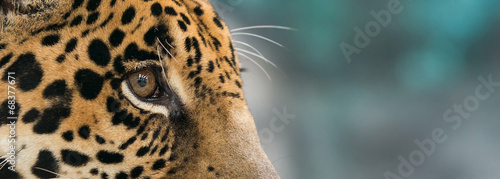 jaguar ( Panthera onca ) #68377671