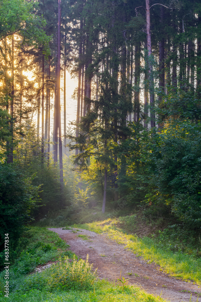 Obraz premium Sunrays through the Morning Forrest