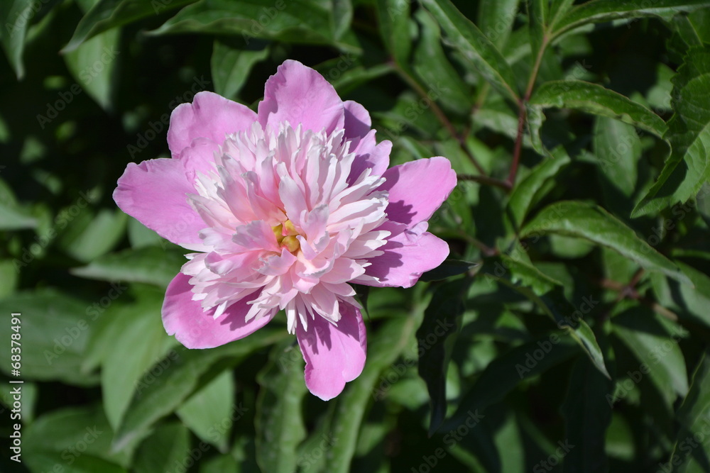 Obraz premium Peony