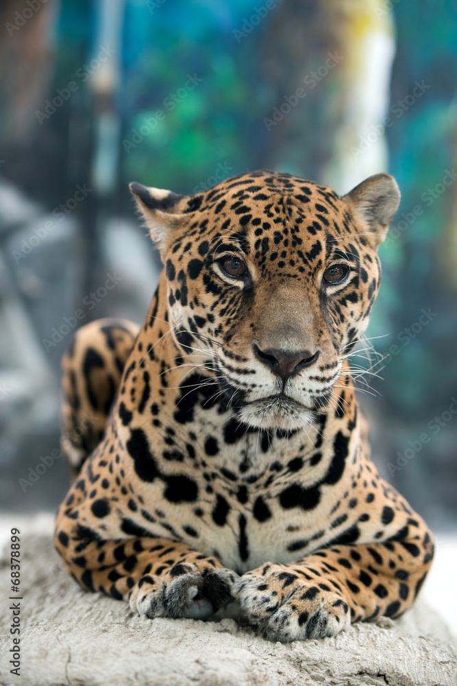 Naklejka premium jaguar ( Panthera onca )