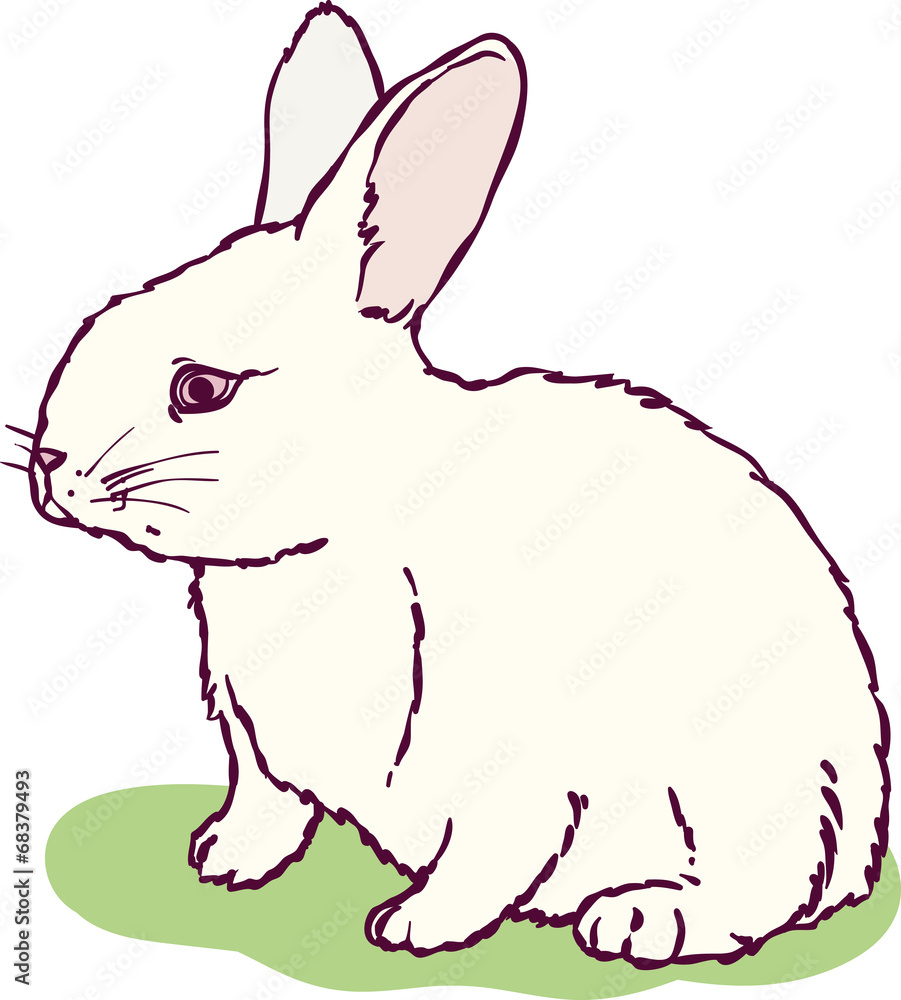 Obraz premium White rabbit