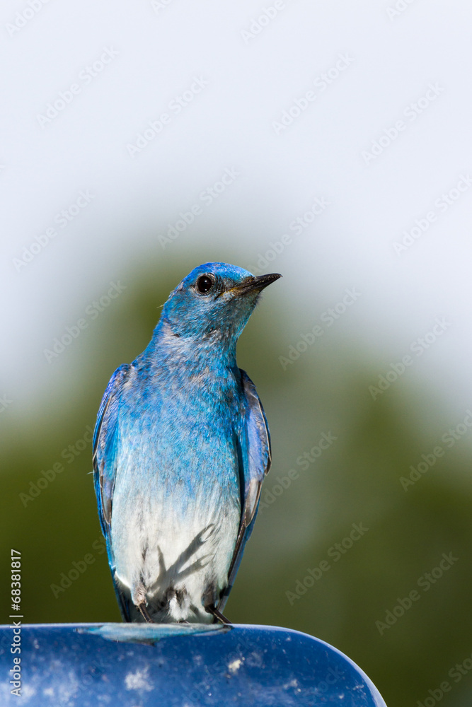 Fototapeta premium mountain bluebird