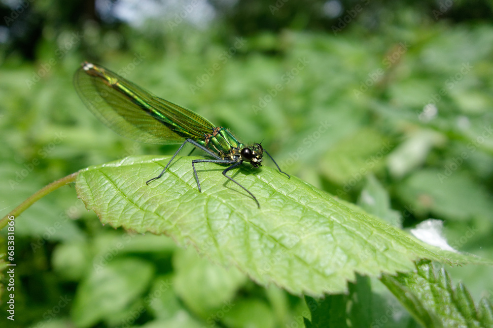 Gebänderte Prachtlibelle, Calopteryx splendens Gebänderte Prachtlibelle, Calopteryx splendens