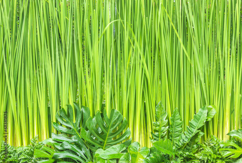 Green leaves wall background