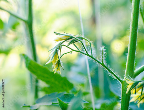 Fototapeta Naklejka Na Ścianę i Meble -  Tomatoes growing in a greenhouse,