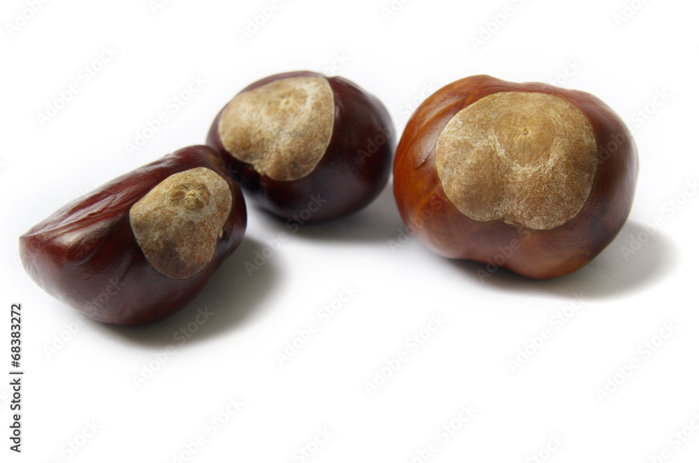 Obraz premium Horse Chestnuts