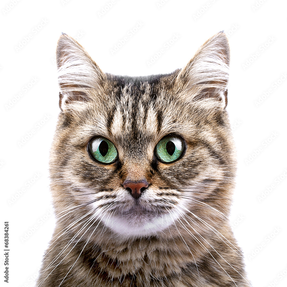 Portrait of cat isolated on white background Portrait of cat isolated on white background