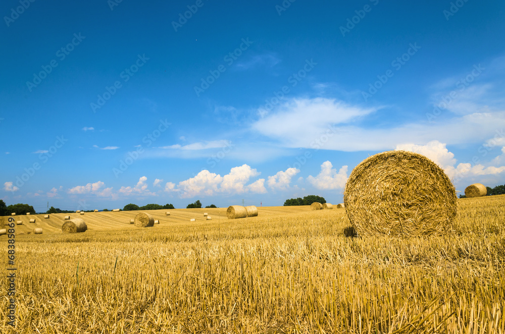 Fototapeta premium Hay bales in a field under a blue sky