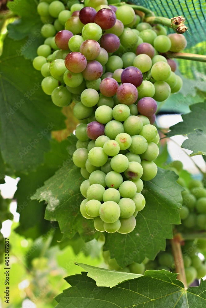 Green and red grapes on vine