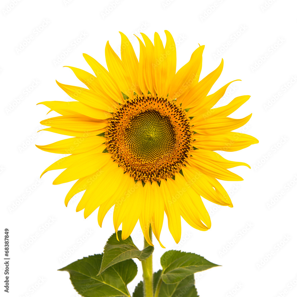 Sunflower isolated on white background Sunflower isolated on white background
