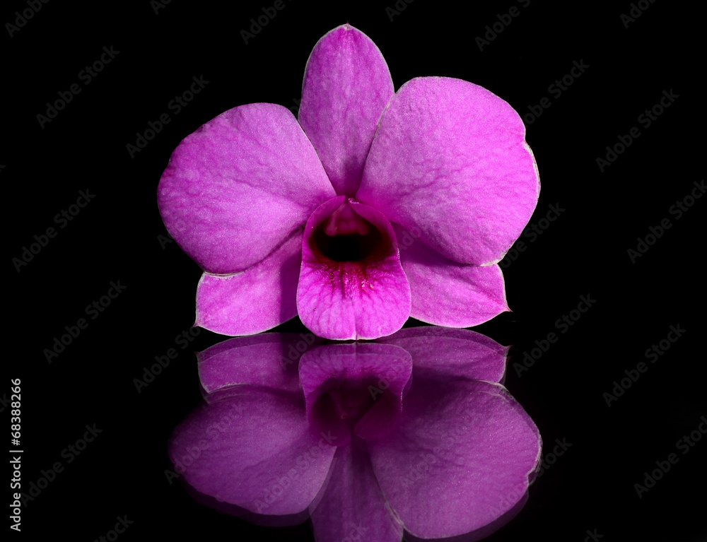 Obraz premium orchid