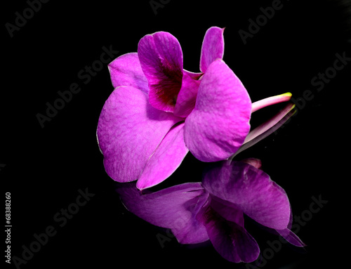 orchid