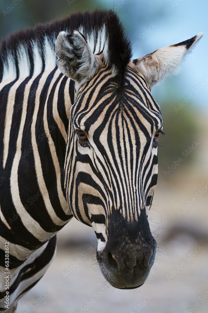 Fototapeta premium Burchell's zebra portrait
