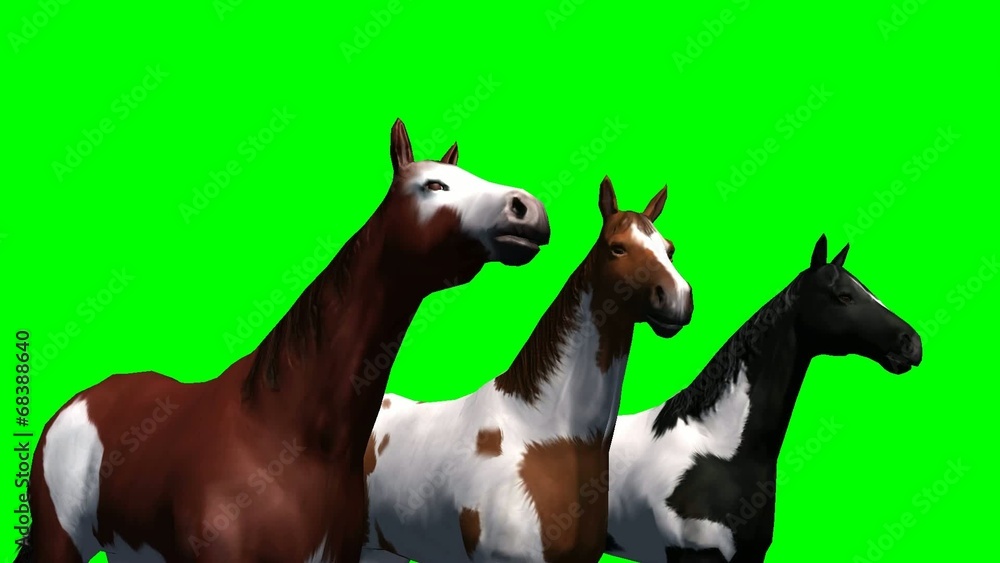 Horses in a group - green screen Horses in a group - green screen