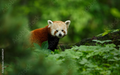 Fotografie Portrait of a Red Panda (Ailurus fulgens)