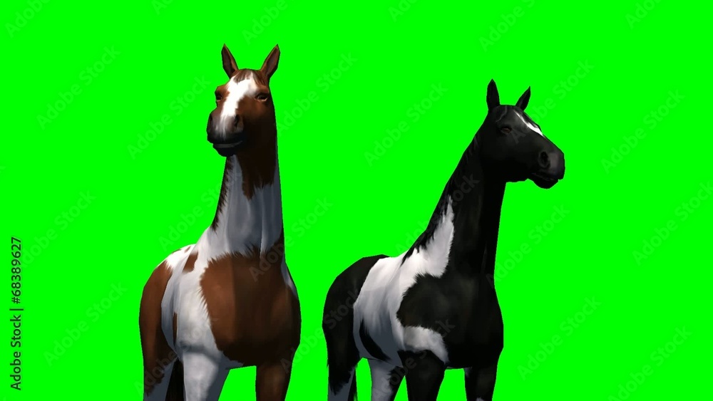 Horses - green screen