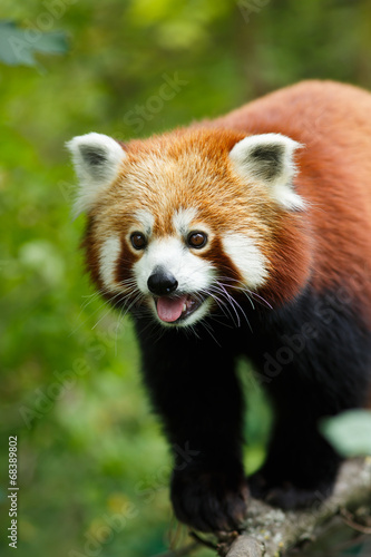 Portrait of a Red Panda (Ailurus fulgens)