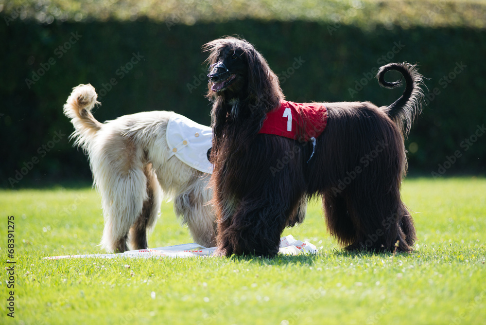 Dogs posing after lure coursing competition