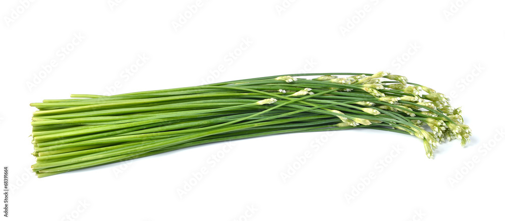 onion flower isolated on white background onion flower isolated on white background