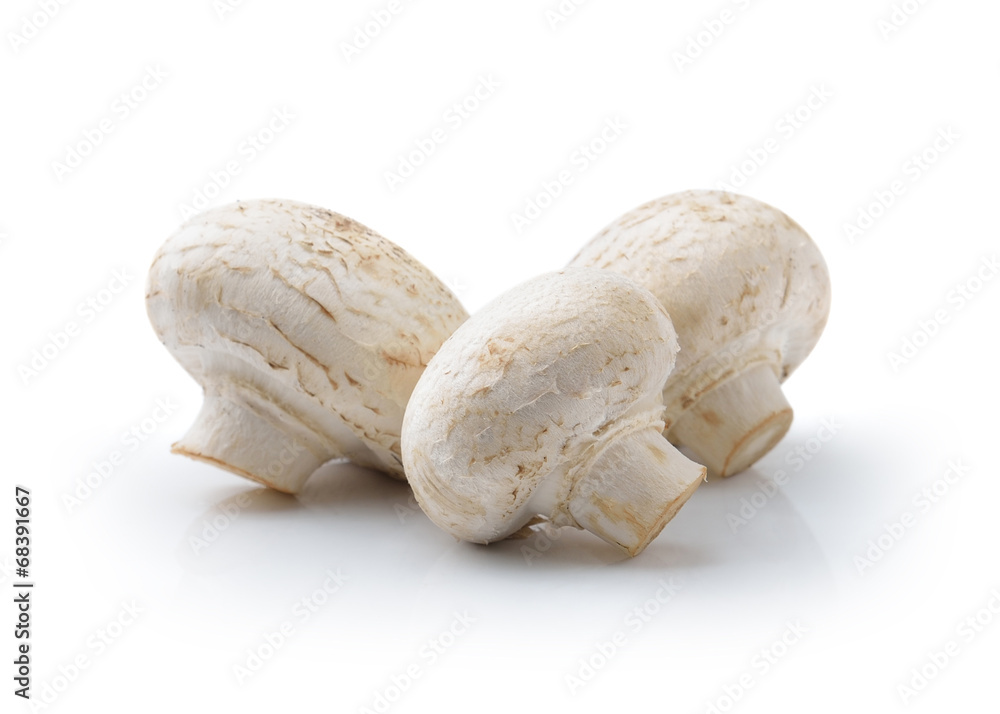 champignon mushroom isolated on white background champignon mushroom isolated on white background