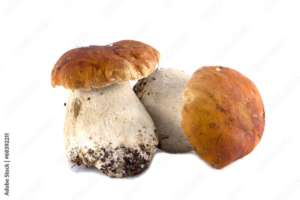 porcini mushrooms. Cep on white background porcini mushrooms. Cep on white background