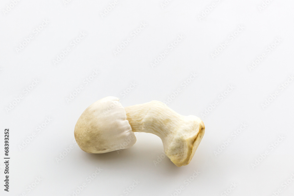 Fototapeta premium Fresh rice straw mushrooms,Volvariel la volvacea.