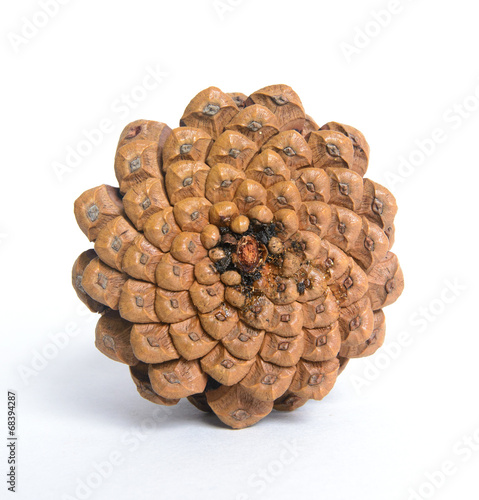 Bottom of Pine-cone