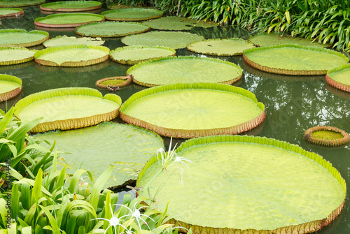 Fototapeta Naklejka Na Ścianę i Meble -  Victoria waterlily leaves