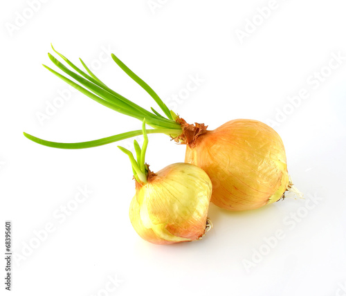 Sprouting onions - isolated on white background photo