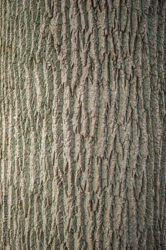 Tree Texture