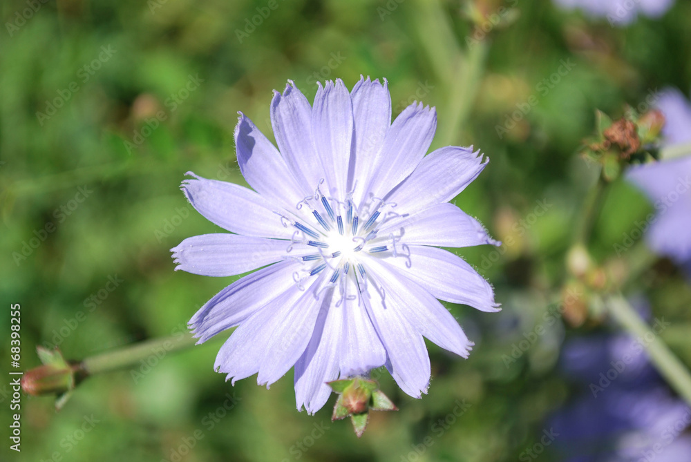 Obraz premium Flowers of wild chicory